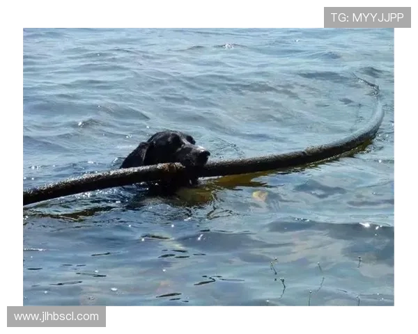 全国街舞大赛特别报道:西安飞盘队如何在挑战中奋勇拼搏的感人故事 全国街舞大赛特别报道:西安飞盘队如何在挑战中奋勇拼搏的感人故事